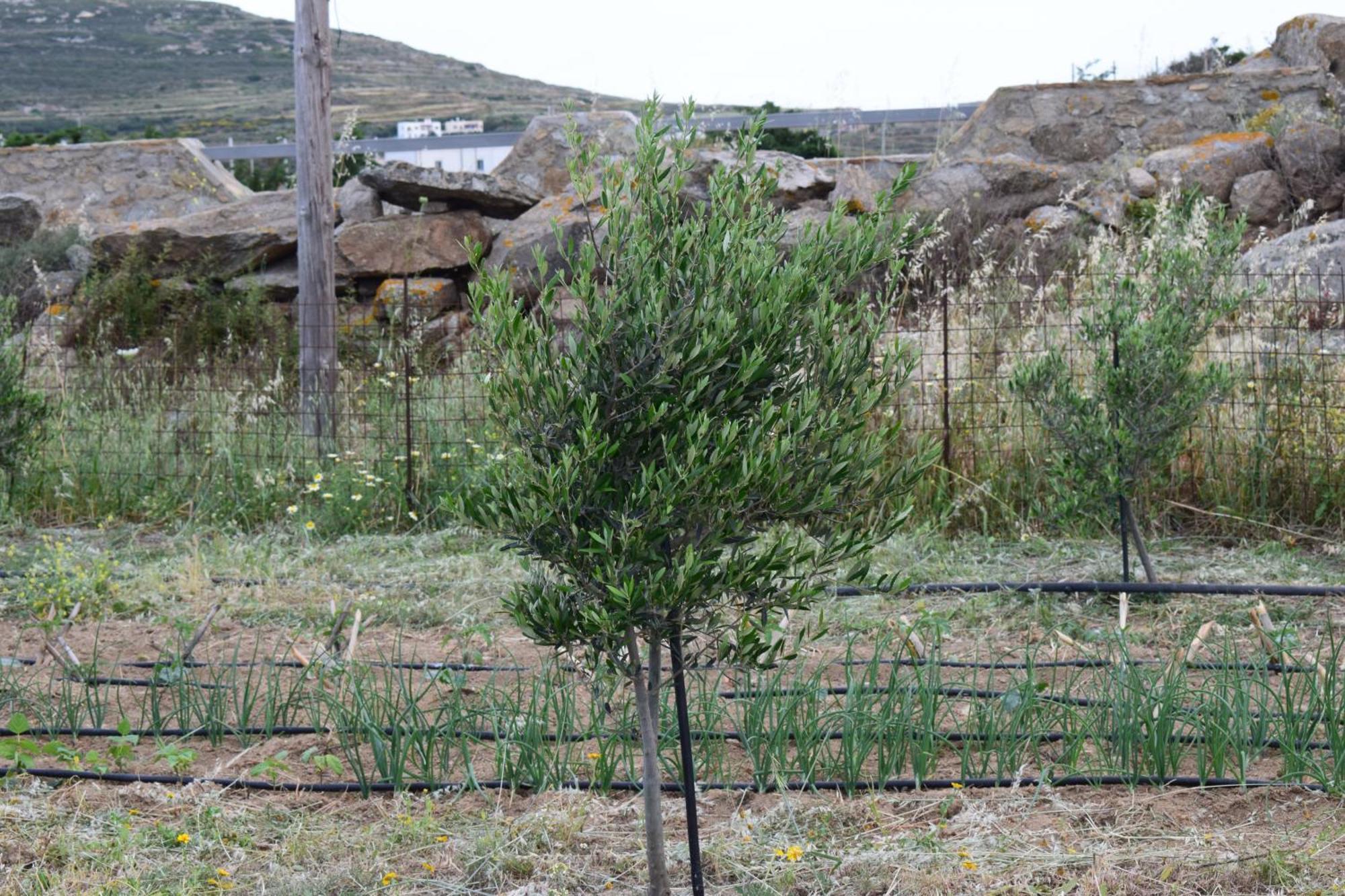 Appartamento Ktima Panagia Glinado Naxos Esterno foto